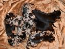 cuccioli-beauceron-arlecchino-e-nero-focati