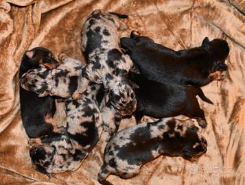 Cuccioli BEAUCERON arlecchino e nero focati