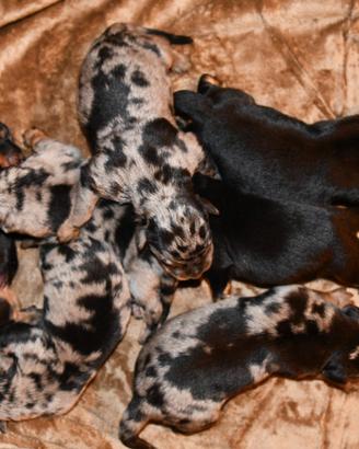 Cuccioli BEAUCERON arlecchino e nero focati