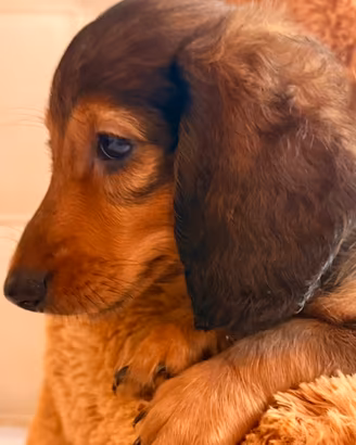 Cucciolo bassotto pelo lungo fulvo