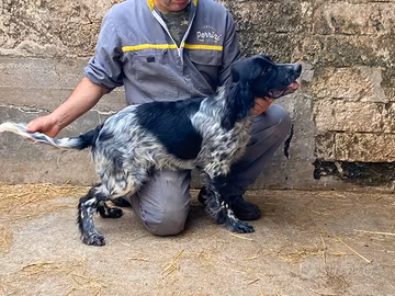 Setter cuccioli