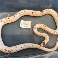 Elephe Guttata 1.0 Palmetto