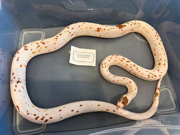 Elephe Guttata 1.0 Palmetto