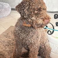 Lagotto romagnolo