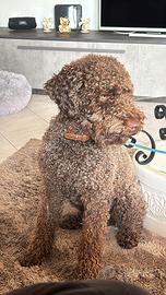 Lagotto romagnolo