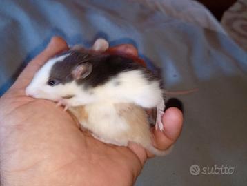 Rattini