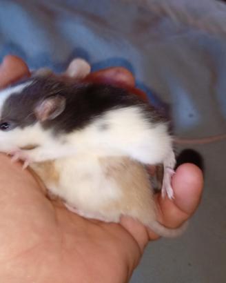 Rattini
