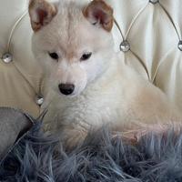 Shiba Inu Cuccioli