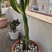 Pianta grassa grande 150 cm
