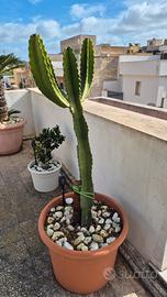 Pianta grassa grande 150 cm