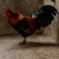 Gallo razza nostrana