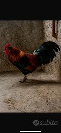 Gallo razza nostrana
