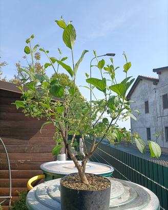 Prebonsai di euonymus europaeus