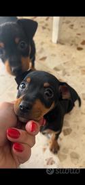 Pinscher nano