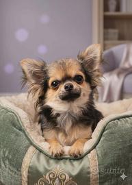 Chihuahua pelo lungo femminuccia mini taglia