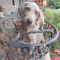 Cuccioli di Weimaraner