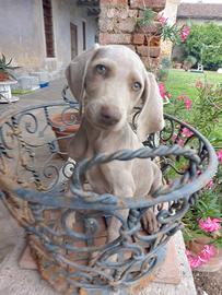 Cuccioli di Weimaraner