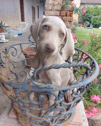 Cuccioli di Weimaraner