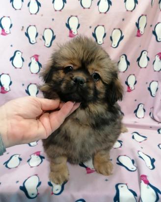 Tibetan Spaniel cuccioli