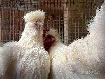 Galline moroseta