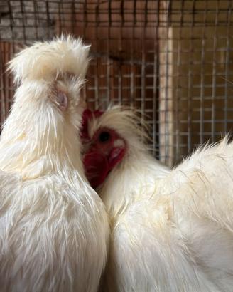 Galline moroseta