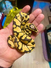 1.2 Pitone reale Enchi Pastel Desert Ghost