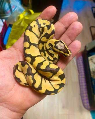 1.2 Pitone reale Enchi Pastel Desert Ghost