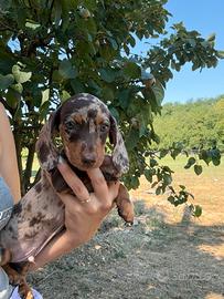 Cuccioli di bassotto