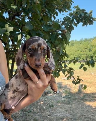 Cuccioli di bassotto