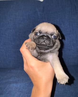 Cucciolo di carlino