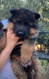 Disponibili cucciole di paatore tedesco