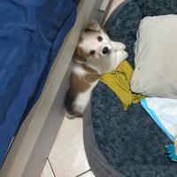 Cucciola di pastore australiano-border collie