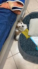 Cucciola di pastore australiano-border collie