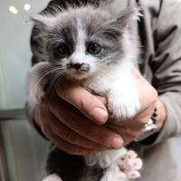 Dono una gattina di 1 mese e mezzo