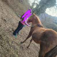 Puledro Criollo X Piant