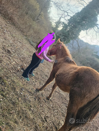 Puledro Criollo X Piant