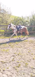 Cavallo da reining