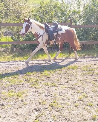 Cavallo da reining