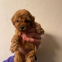 Barboncina pedigree enci