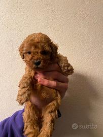 Barboncina pedigree enci