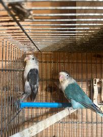 Coppia agapornis fischer