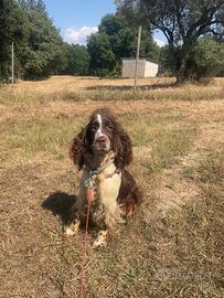Springer spainel