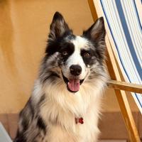 Border Collie per monta