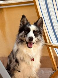 Border Collie per monta