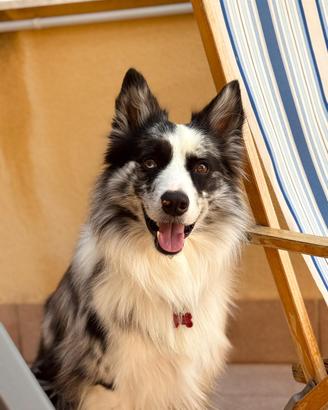 Border Collie per monta