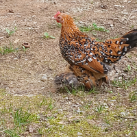 Millefiori calzate nane