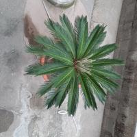 Cycas