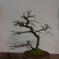Bonsai carpino