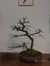 Bonsai carpino