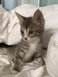 Gattini bengala/certosino